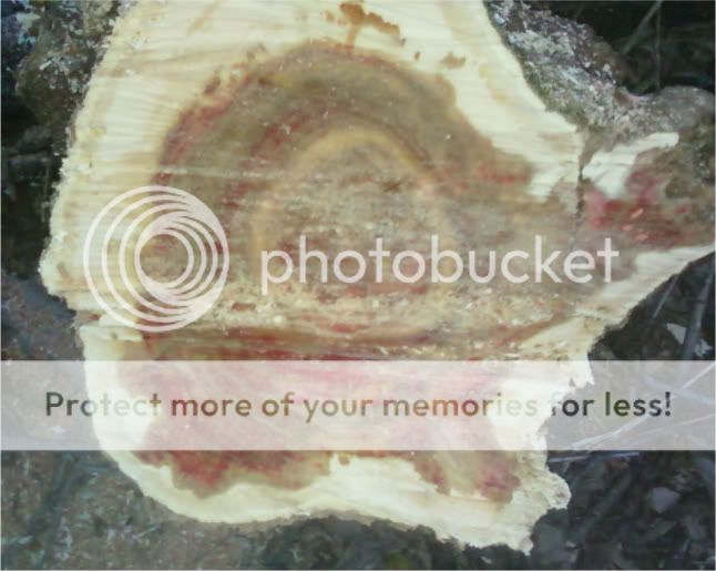 Trunk Trunk
