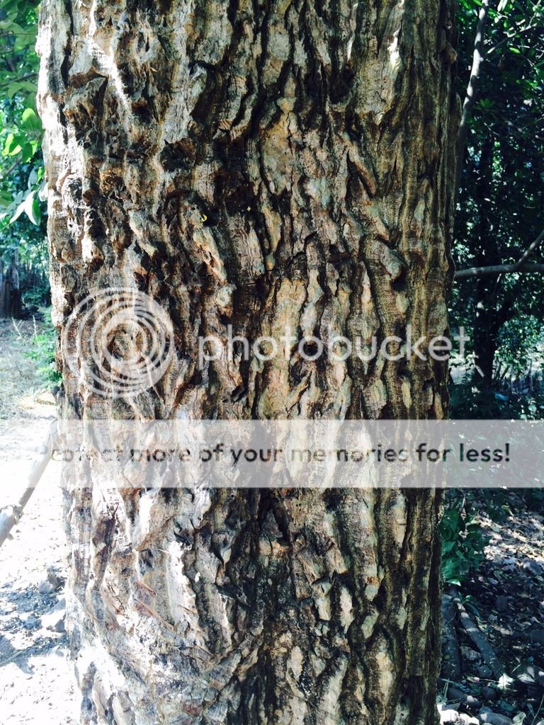 Moringa Tree bark