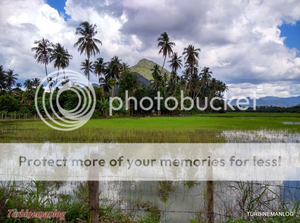 paddy fields of Baling