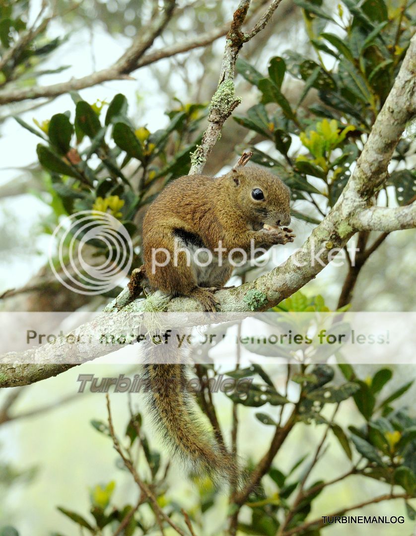 Squirrel at Timpohon Gates