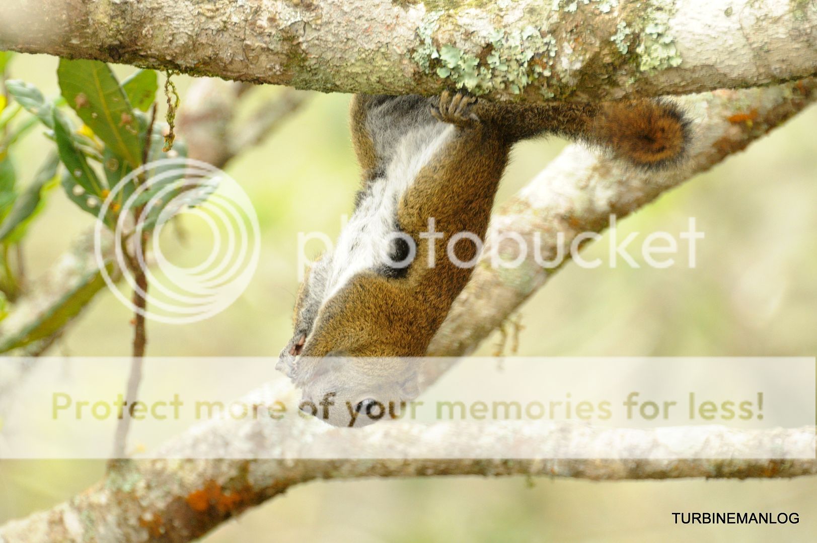 Squirrel at Timpohon Gates