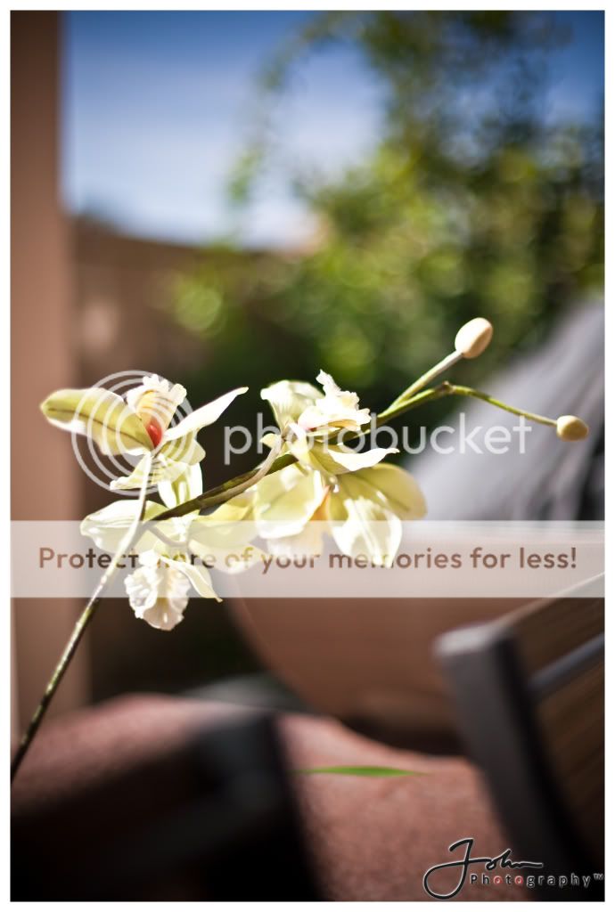 IMAGE: http://i628.photobucket.com/albums/uu4/John_Photography/c141d51a.jpg