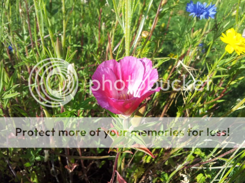 20130723_180907_zps8e60bdae.jpg