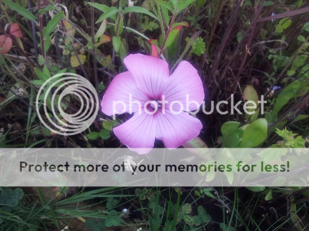 20130727_115446_zps5b04261f.jpg