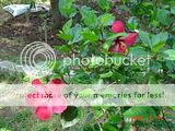 Hibiscus