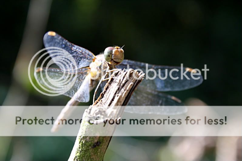 Fotografie