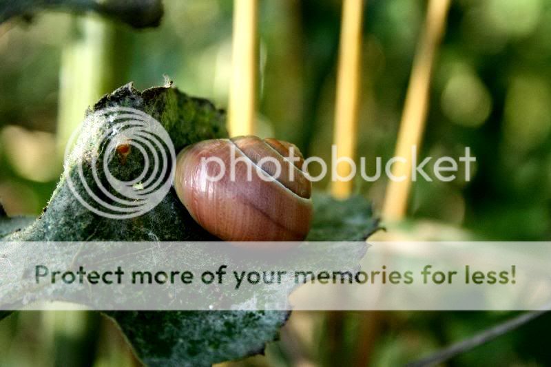 Fotografie