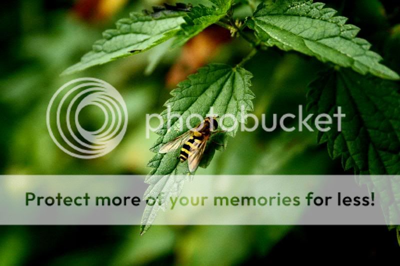 Fotografie