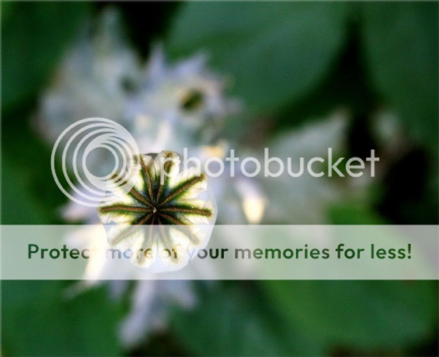 Fotografie
