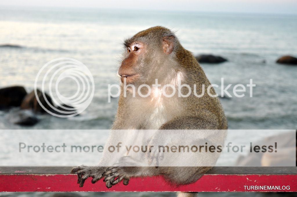 Monkeys at TC