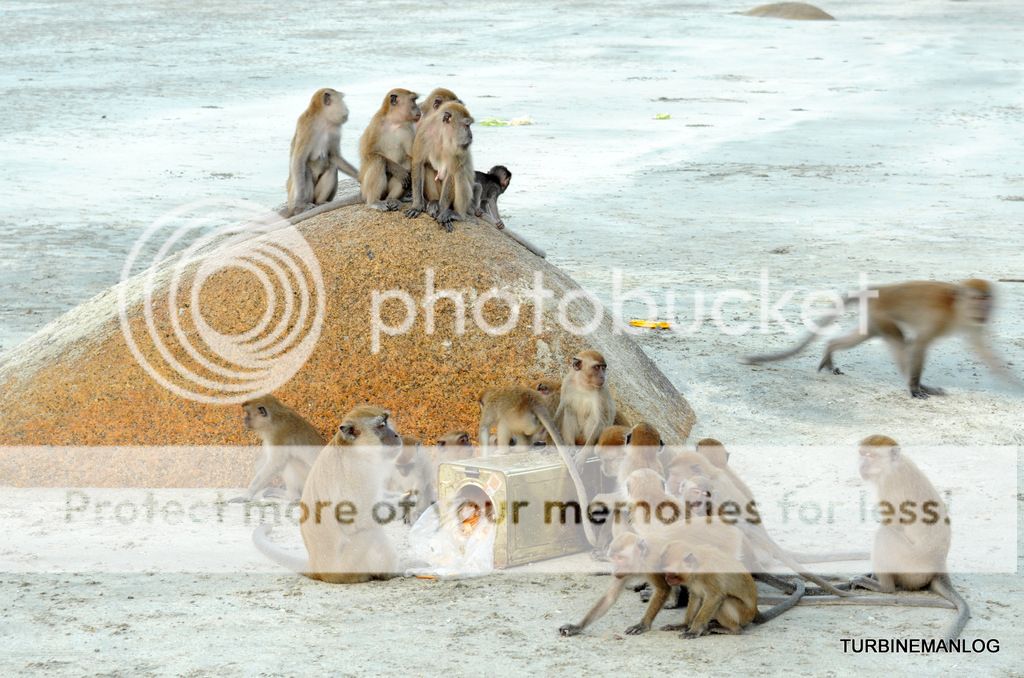 Monkeys at Telok Tongkaang
