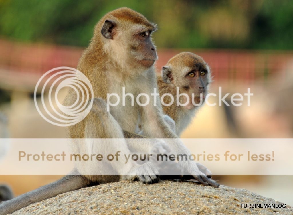 Monkeys at Telok Tongkang