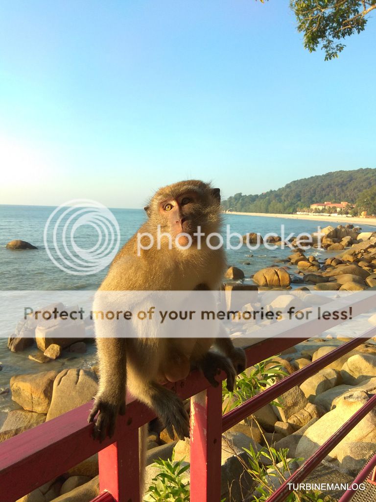 monkey at TC