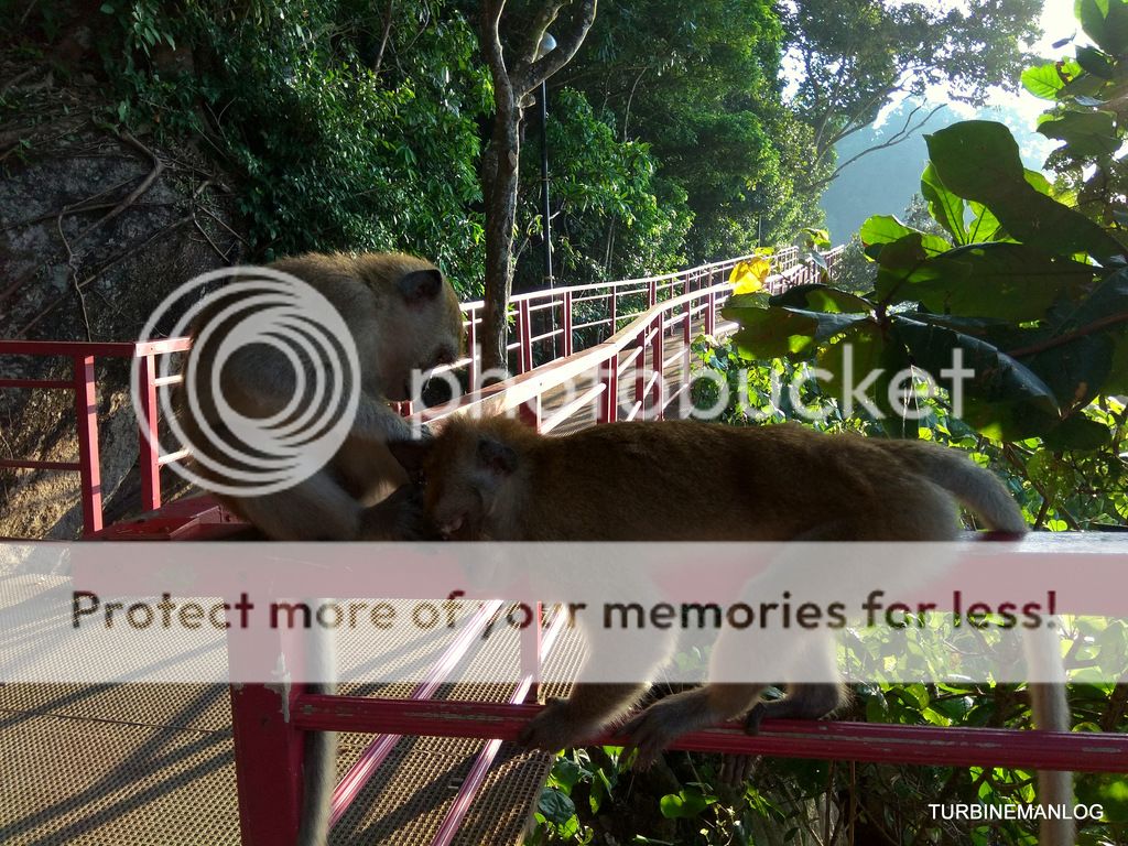 Monkeys at TC